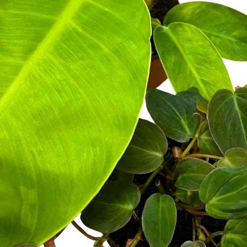 BubbleBlooms Philodendron Assortment in 4 inch Pots Set of 3