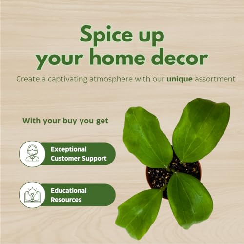 BubbleBlooms Hoya Quinquenervia 2 inch