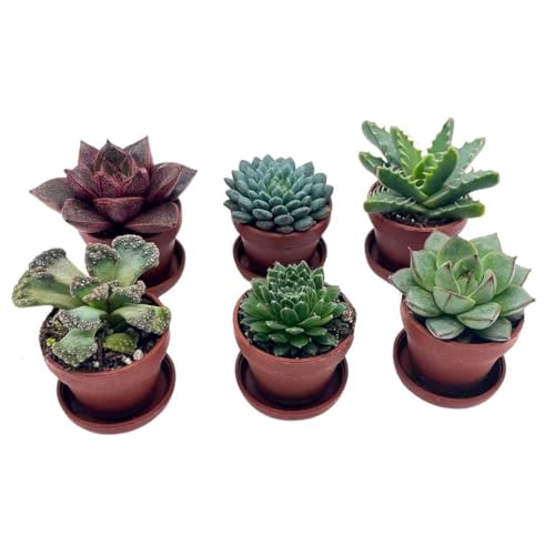 BubbleBlooms Teacup Succulent Assortment, 6 Different Plants in 1 inch pots with Tiny Saucers