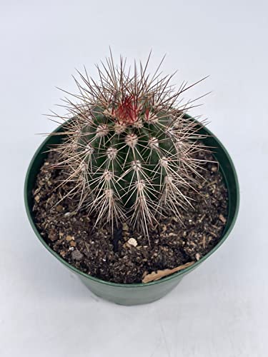 BubbleBlooms Echinocereus engelmannii Engelmann's Hedgehog Cactus in a 4 inch Pot