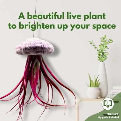 BubbleBlooms Small Tillandsia Jellyfish, Cute Hanging air Plant with Seashell