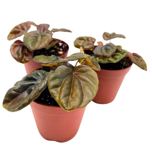 Harmony Foliage Peperomia Chocolate, 2 inch Set of 3, Brown Rare Emerald Ripple Pep Caperata