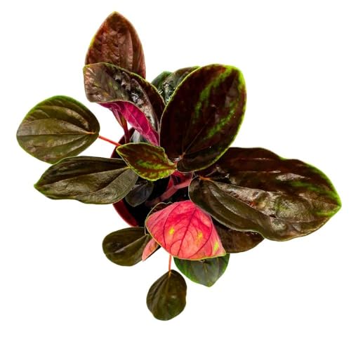 Harmony Foliage Peperomia Rugosa in a 4 inch Pot Olive Brown Green Streaks Rare Pep