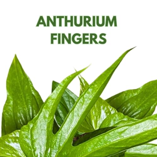 BubbleBlooms Anthurium Fingers 4 inch