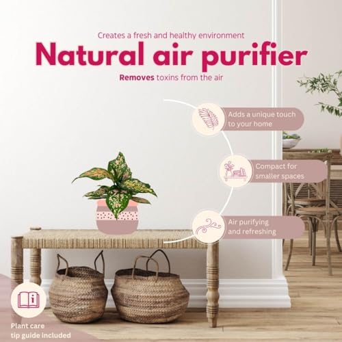 BubbleBlooms Aglaonema Pink Dalmation Chinese Evergreen Lady Valentine in 4 inch Pot