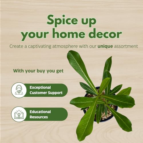 BubbleBlooms Desert Rose Wonderland in a 4 inch Pot Extremely Rare Flower