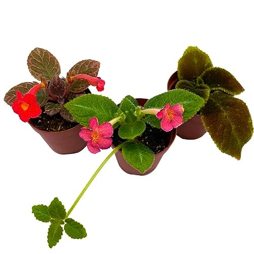 BubbleBlooms Flame Violet, Episcia Cupreata Assortment Set 2 inch pots 3 Different Velvet Plants, Tiny Mini Pixie Plant
