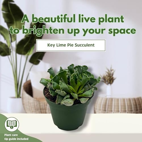 key lime succulent care BubbleBlooms Pie Crust Succulent, Key Lime Pie Crinkle Leaf Plant, 4 inch
