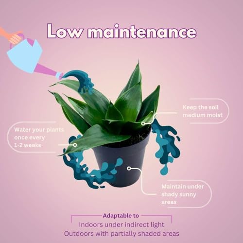 BubbleBlooms Black Hahnii Jade Star Sansevieria Snake Plant in a 4 inch Pot Solid Green