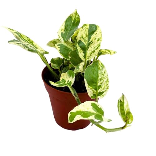 BubbleBlooms Pearls and Jade 4 inch Climbing Pothos Variegated Epipremnun aureum