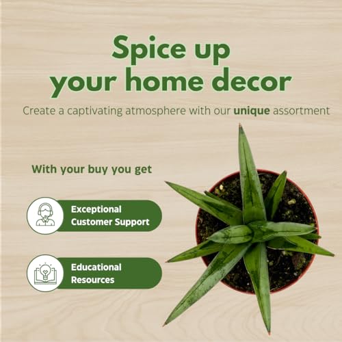 BubbleBlooms Sansevieria Silver Crown 4 inch Rare Snake Plant