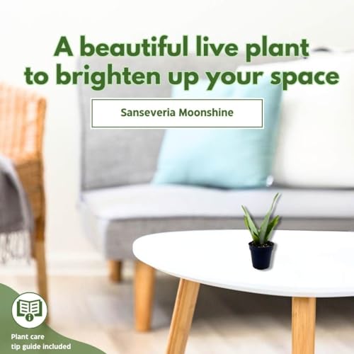 BubbleBlooms Sansevieria Moonshine White-ish Green Snake Plant in a 4 inch Pot