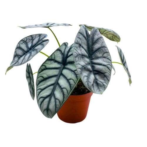 silver dragon house plant Alocasia 'Silver Dragon' - White Cylinder