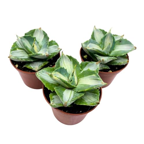 BubbleBlooms Agave Mediopicta Albo Variegated Rare Aloe Set of 3 in 2 inch pots
