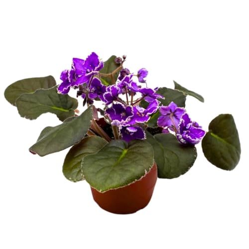 Harmony Foliage African Violet Wrangler's Spanish Cavalier 4 inch