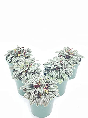 BubbleBlooms Peperomia Rosso albovittata in a 4 inch Pot