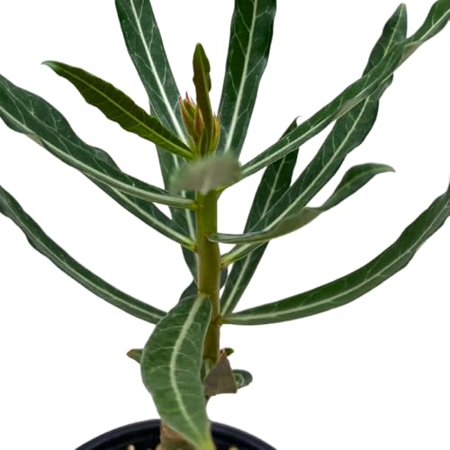 BubbleBlooms Desert Rose Perfume in a 4 inch Pot Extremely Rare Flower