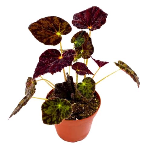 Harmony Foliage Begonia Night Eyes, 4 inch Rhizomatous Rhizo Dark Purple