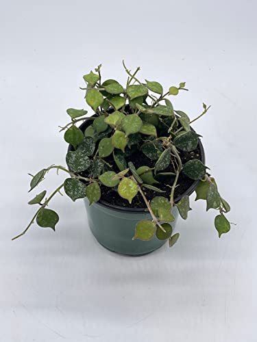 BubbleBlooms Hoya Curtisii, Very Rare Limited Live Plant, in 4 inch Pot