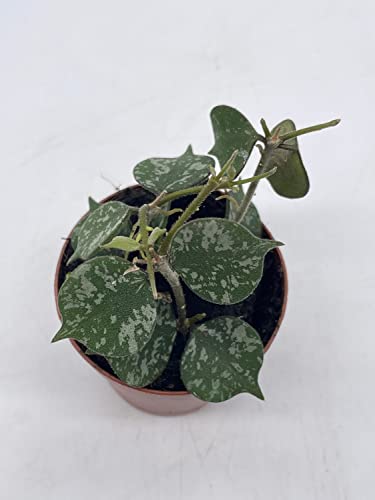 BubbleBlooms Hoya Curtisii in a 2 inch Pot Porcelain Flower, Hoya Aloha