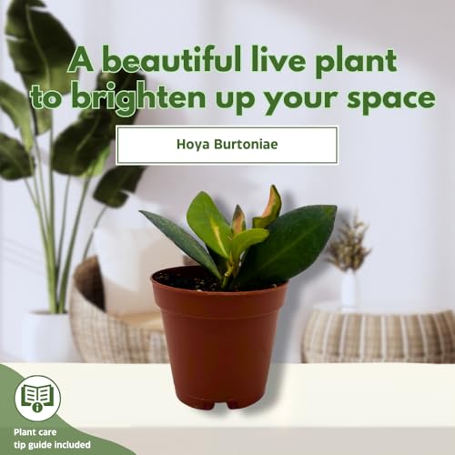 BubbleBlooms Hoya Ds-70 Variegated burtoniae in a 2 inch Pot Tiny Mini Pixie Plant