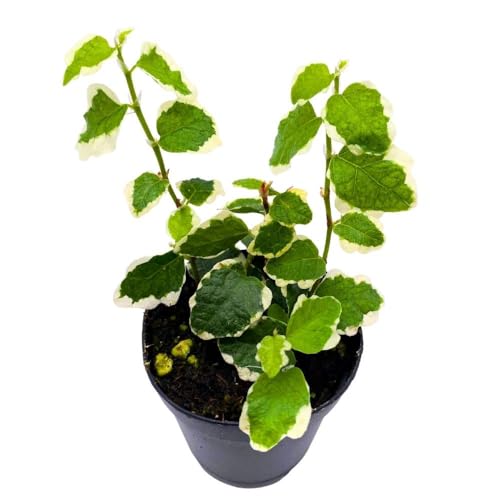 BubbleBlooms Ficus Pumila Variegata 2 inch Variegated Creeping Climbing Fig Tiny Mini Pixie Plants