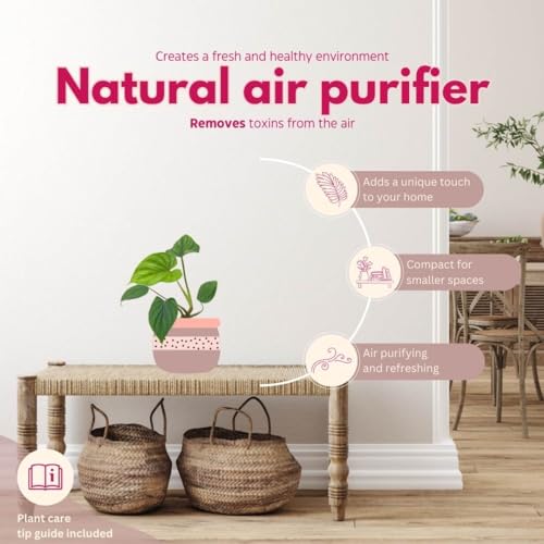 BubbleBlooms Rare Philodendron Assortment, 2 inch Set of 3, Very Rare Philo Set Growers Choice, tortum, Snowdrift, billietiae, White Princess