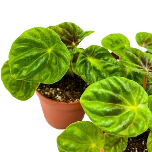 BubbleBlooms Peperomia Green Emerald Ripple, 2 inch Set of 3, Caperata Tiny Mini Pixie Plants