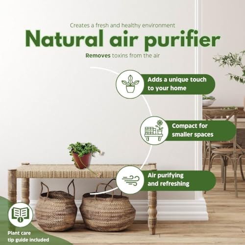 BubbleBlooms String of Pearls, Senecio rowleyanus, 4 inch String of Peas, Beads, Necklace Succulent, String-of-Pearls