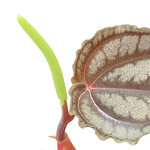 BubbleBlooms Harmony's Peperomia Turboensis in a 4 inch Pot Rare Dark Pep,