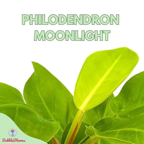 BubbleBlooms Philodendron Moonlight in a 4 inch Pot Philo Moon Light Yellow Hederaceum