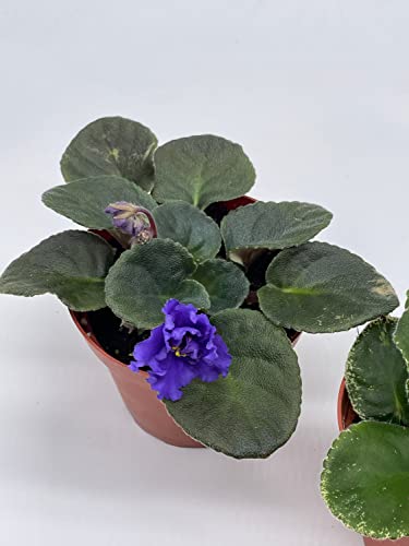 Harmony Foliage Harmony's African Violet Assortment Set, 4 inch pots 3 Different African Violets Gesneriad Plants
