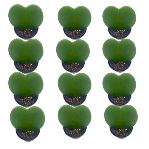 BubbleBlooms Hoya Kerrii Green Heart 12-Pack 2 inch Single Leaf No Node Sweetheart Mother's Day Valentine's Day Plant