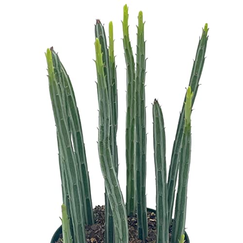 BubbleBlooms Kleinia stapeliiformis in a 4 inch Pot Pickle, Candle Stick Cactus