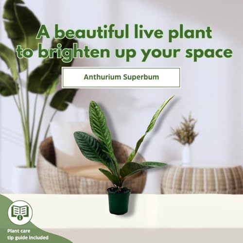 BubbleBlooms Anthurium Superbum 4 inch