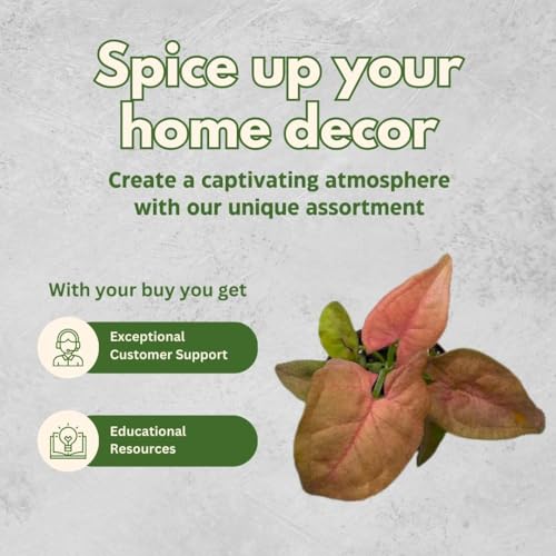 BubbleBlooms Syngonium Variety Assortment, 3 Different syngoniums in 2 inch pots