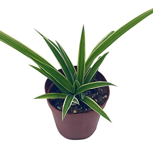 BubbleBlooms Spider Plant, Chlorophytum comosum, Limited, in a 2 inch Pot Tiny Mini Pixie Plant