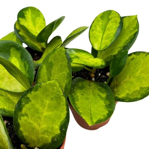 BubbleBlooms Hoya Variegated Australis 2 inch Set of 3 Lisa Wax Plant Porcelain Flower Tiny Mini Pixie Plants