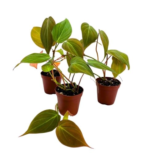 BubbleBlooms Philodendron Micans Heart Leaf Philo hederaceum, 2 inch Set of 3, Tiny Mini Pixie Plant