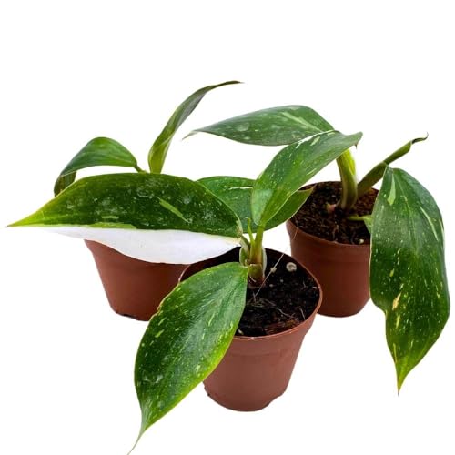BubbleBlooms Philodendron White Knight 2 inch Set of 3 Rare Variegated Philo Tiny Mini Pixie Plants