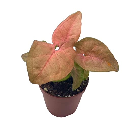 BubbleBlooms Syngonium Pink Strawberry in 2 inch Pot, Well Rooted Live Starter House Plant