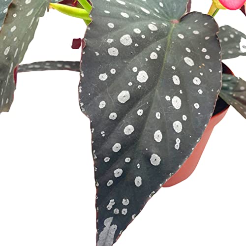 BubbleBlooms Harmony's Hybrid Angel Wings Polka dot Begonia Rex, 6 inch, Premium Series, Silver Tip White Polkadots Grower's Choice
