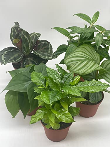 BubbleBlooms Premium Indoor Foliage Assortment, 5 Different Leafy House Plants in 4 inch pots