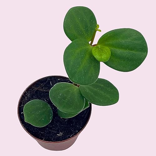 BubbleBlooms Peperomia Hope in a 2 inch Pot Trailing Jade peperomia rotundifolia Tiny Mini Pixie Plant