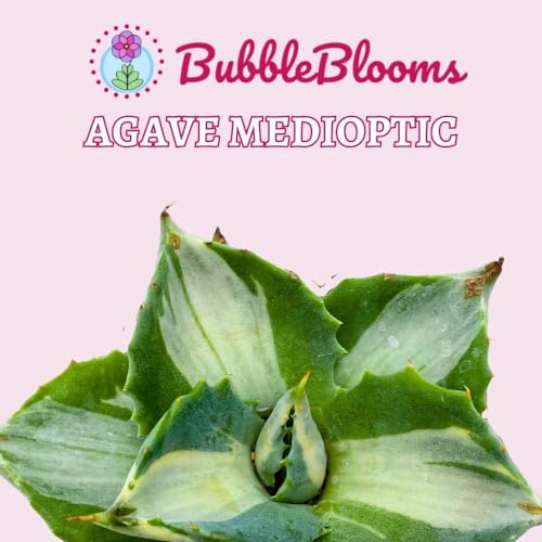 BubbleBlooms Agave Mediopicta Albo Variegated Rare Aloe Set of 3 in 2 inch pots