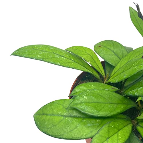 BubbleBlooms Hoya Crassiopetiolata in a 4 inch Pot Rare Limited Availability Hoya