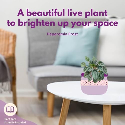 BubbleBlooms Green Ripple Peperomia Frost in a 2 inch Pot Emerald Ripple Pepper, caperata, albovittata