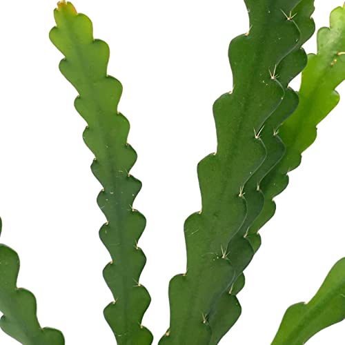 BubbleBlooms Fish Bone Climbing RIC Rac Cactus in a 4 inch Pot weberocereus imitans