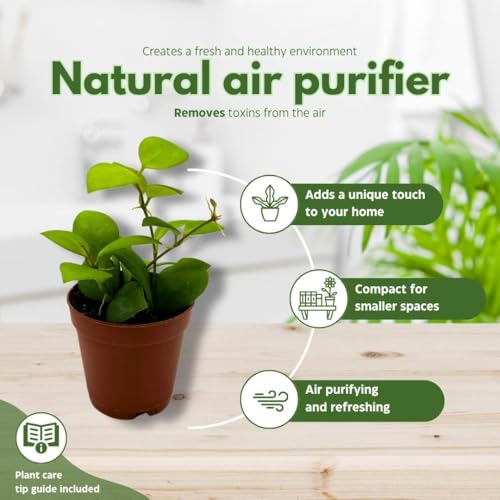 BubbleBlooms Hoya Hueschkeliana 2 inch