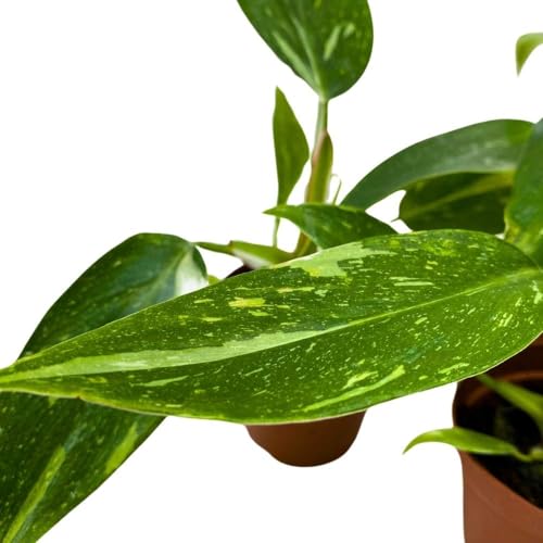 BubbleBlooms Philodendron White Princess, 2 inch Set of 3, Variegated Philo Tiny Mini Pixie Plants